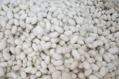 background-cocoons-beautiful-natural-textiles-processing-industry-44764603